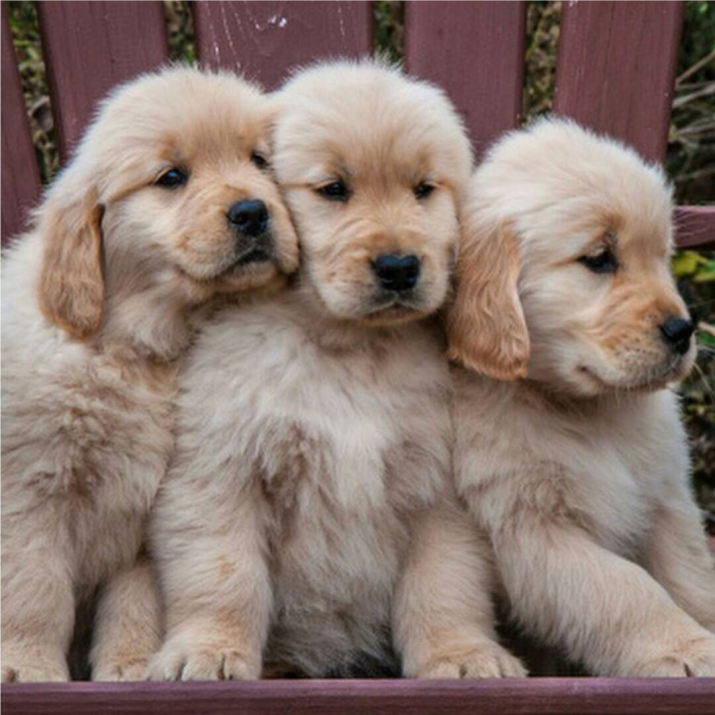 Golden Retriever VITA FELICE